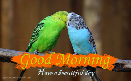 Have A Beautiful Day Morning Wishes With Romantic Birds Pics Good Morning Images, Quotes, Wishes, Messages, greetings & eCards